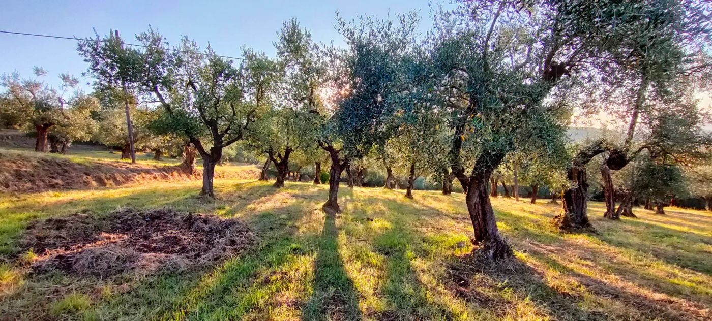 Recovered olive grove in Pistoia